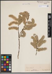 Foto von Salix cinerea L.